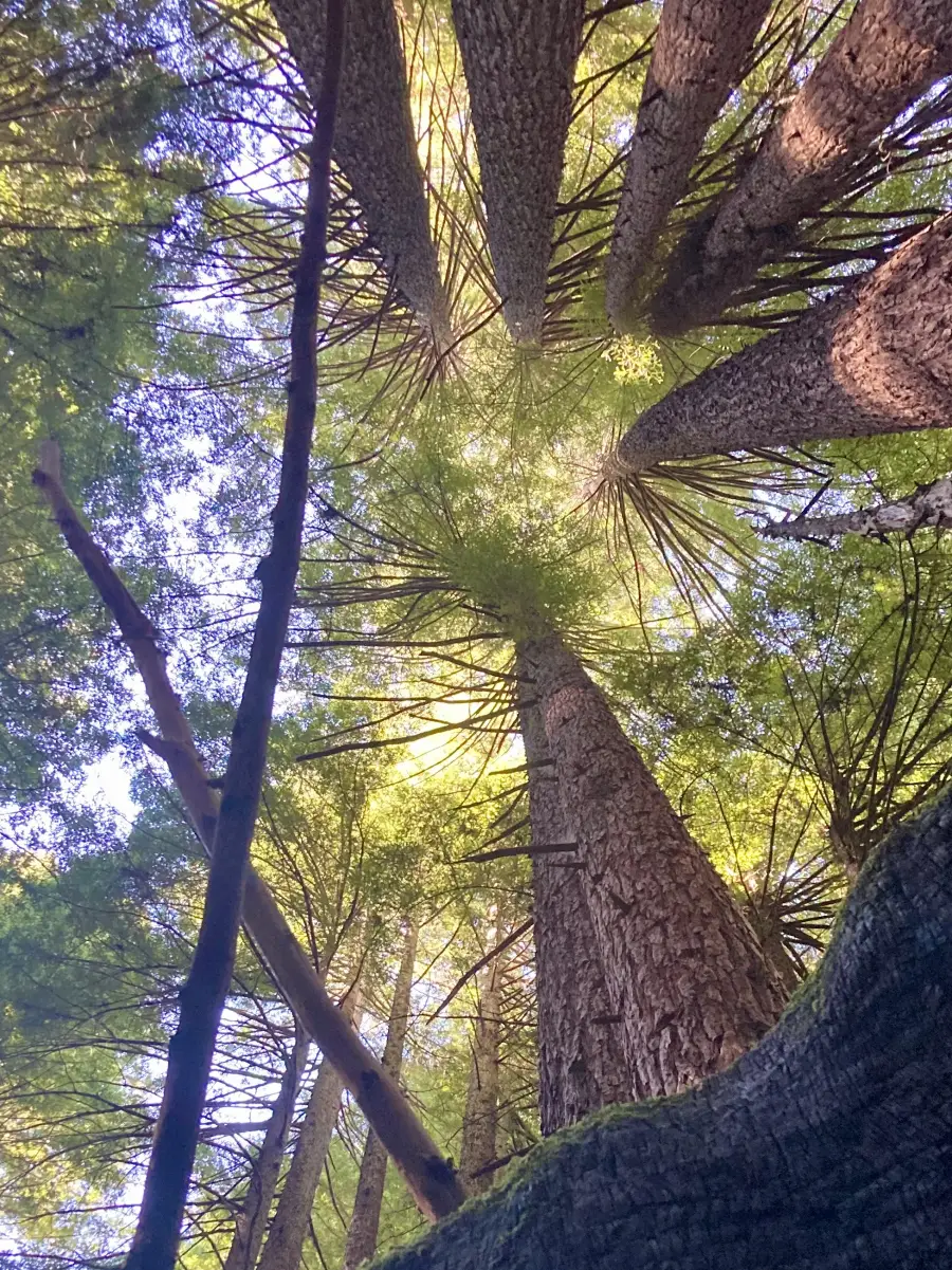 Looking up through a canopy of pines toward the light, evoking the spaciousness of somatic, body-based therapy