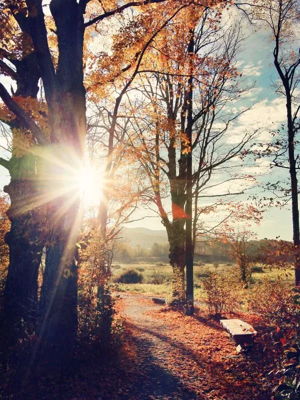 Autumn forest path in the Finger Lakes near Ithaca, New York, where Laurie Buehler offers nature-based and walking therapy